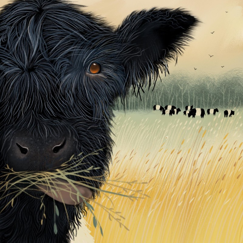 Belted gallowawys in field