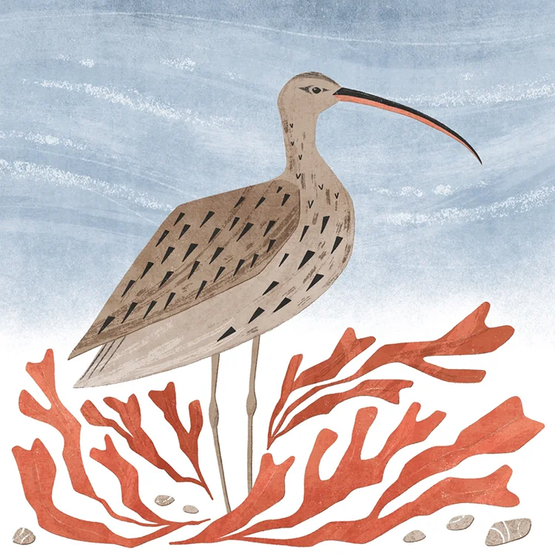 curlew and seaweed