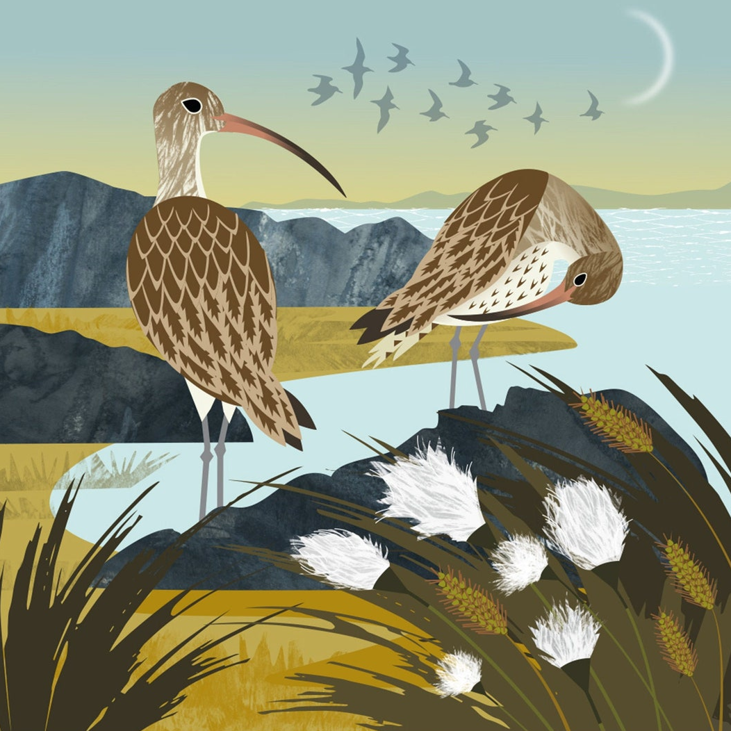 Curlew and cotton grass