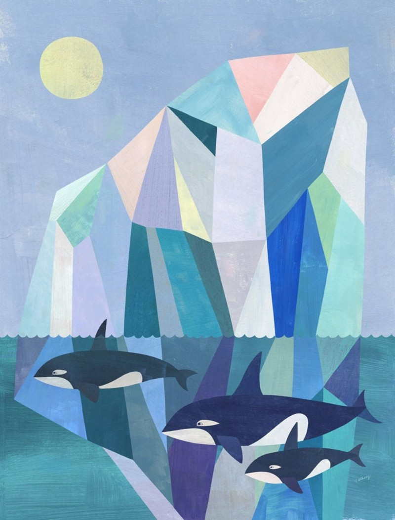wild orcas